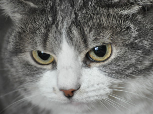 Картинка животные коты