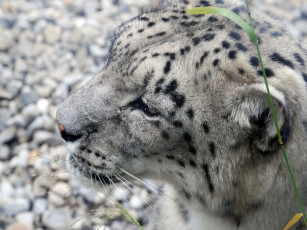 обоя животные, снежный, барс, ирбис