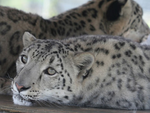 Картинка животные снежный барс ирбис