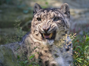 Картинка животные снежный барс ирбис