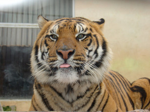 Картинка животные тигры