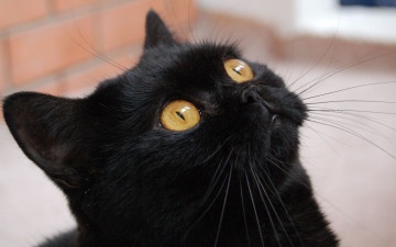 Картинка животные коты