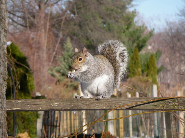 Обои картинки фото животные, белки