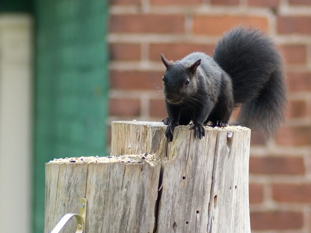 Обои картинки фото животные, белки