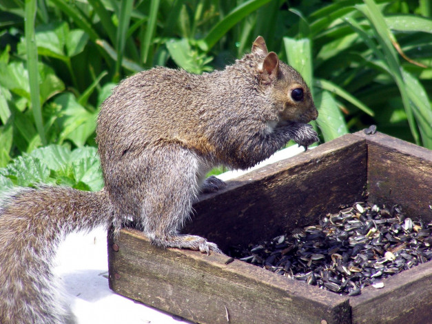 Обои картинки фото животные, белки