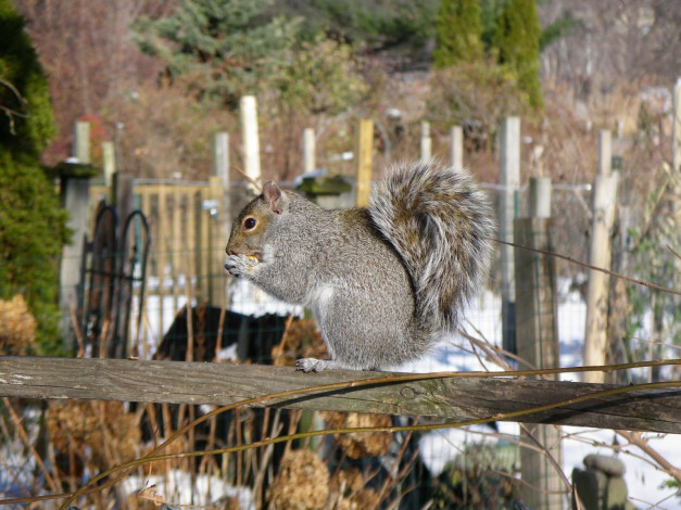 Обои картинки фото животные, белки