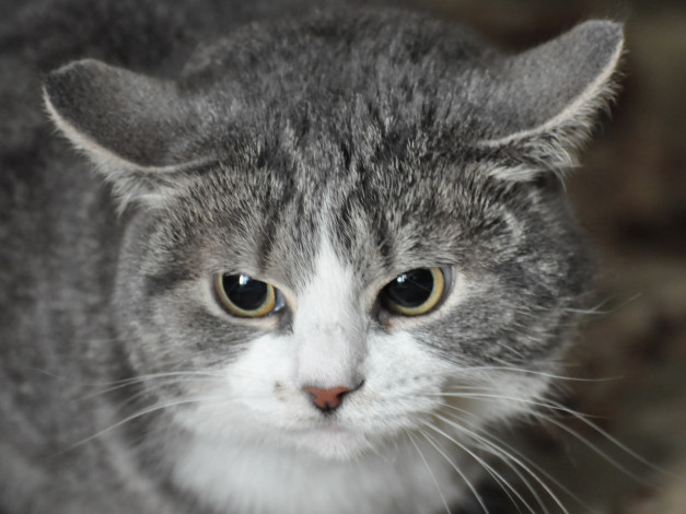 Обои картинки фото животные, коты