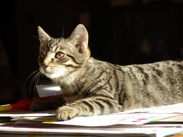 Обои картинки фото животные, коты