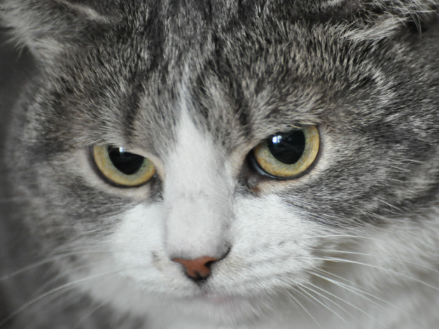 Обои картинки фото животные, коты