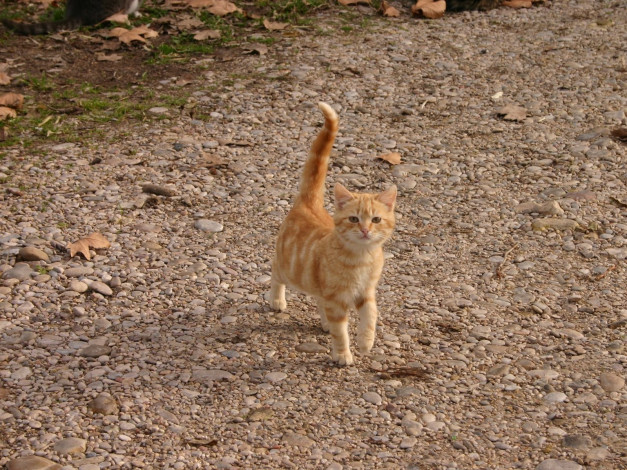 Обои картинки фото животные, коты