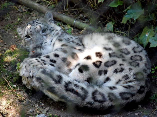 Обои картинки фото животные, снежный, барс, ирбис