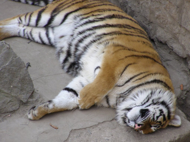 Обои картинки фото животные, тигры