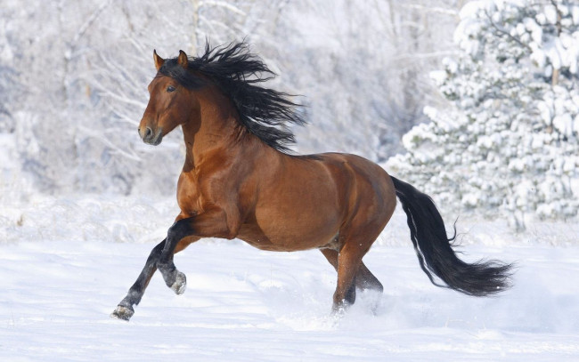 Обои картинки фото животные, лошади