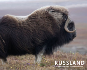 Картинка россия царство тигров медведей вулканов кино фильмы