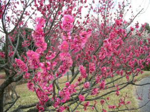 Картинка цветы цветущие деревья кустарники