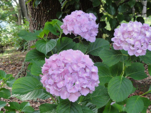 Картинка цветы гортензия