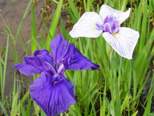 Картинка цветы ирисы