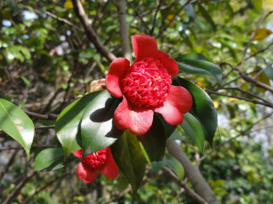 Картинка цветы камелии японская камелия