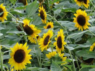 Картинка цветы подсолнухи