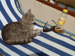 Картинка животные коты