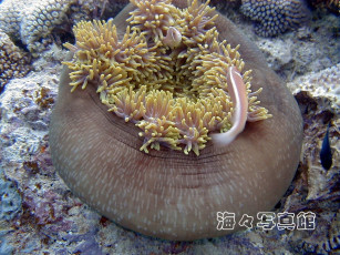 Картинка животные морская фауна