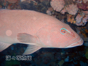 Картинка животные рыбы