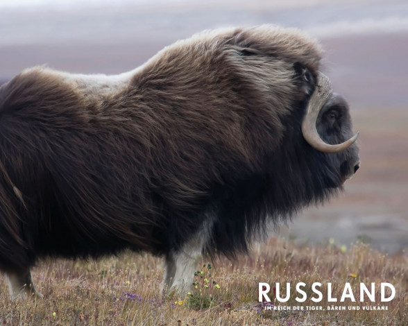 Обои картинки фото россия, царство, тигров, медведей, вулканов, кино, фильмы