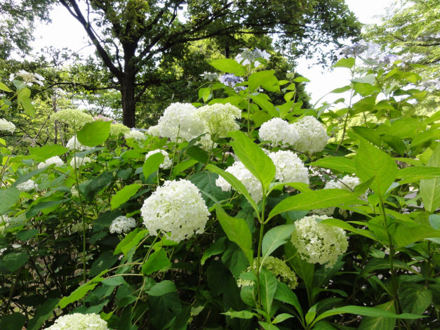 Обои картинки фото цветы, гортензия