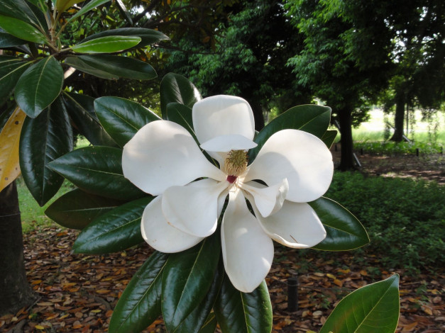 Обои картинки фото цветы, магнолии