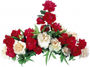 Картинка цветы розы красные белые