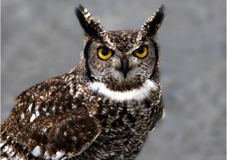 Картинка животные совы пестрый глаза