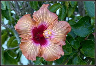 Картинка цветы гибискусы экзотика большой