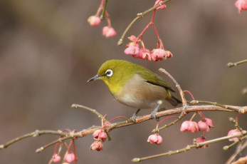 Картинка животные белоглазки цветы ветка