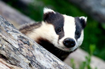 Картинка животные барсуки полосатый черно-белый мордочка