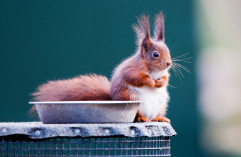 Картинка животные белки рыжий маленький хвост