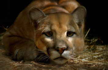 Картинка животные пумы взгляд кугуар