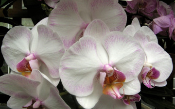 Картинка цветы орхидеи экзотика
