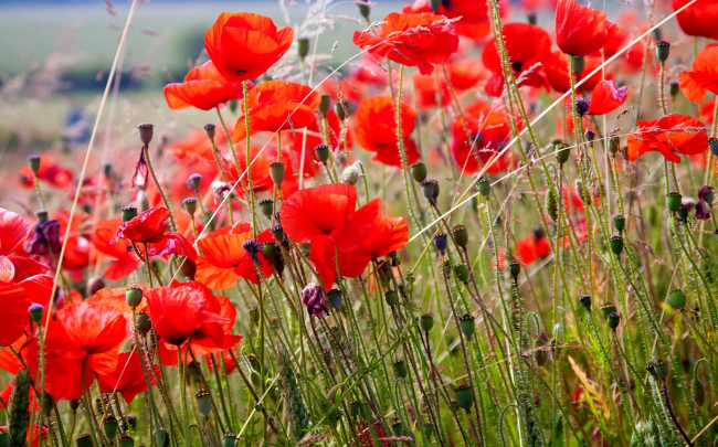 Обои картинки фото цветы, маки, много, красный