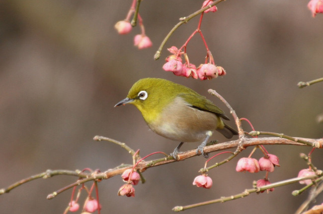 Обои картинки фото животные, белоглазки, цветы, ветка