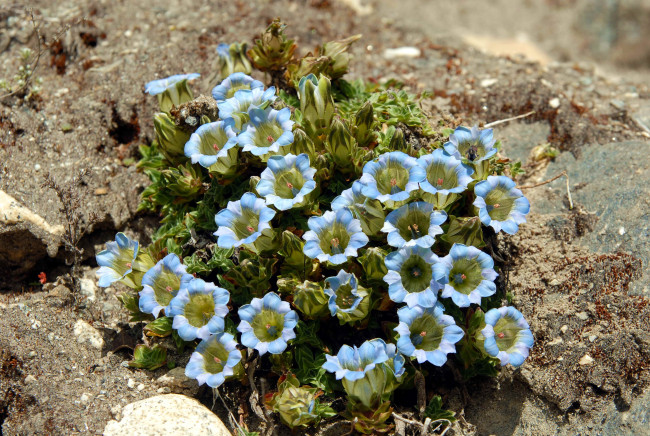 Обои картинки фото цветы, горечавки, голубой, цветок