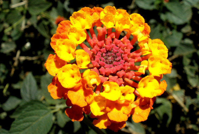 Обои картинки фото цветы, лантана, вербена, желтый, яркий