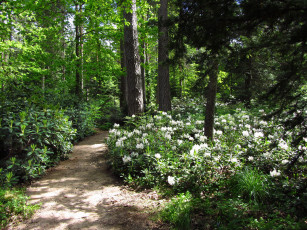 Картинка арборетум мустила финляндия природа дороги парк сад