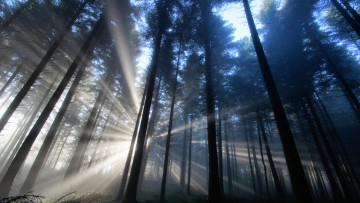 Картинка природа лес лучи деревья