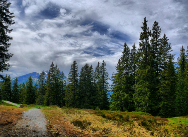 Обои картинки фото швейцария, берн, природа, дороги, лес, дорожка