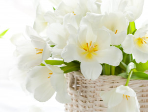 Картинка цветы тюльпаны белый