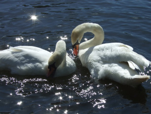 Картинка животные лебеди любовь водв блики птицы