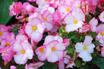 Картинка цветы бегония бегонии