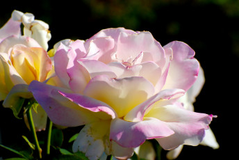 Картинка цветы розы розовые