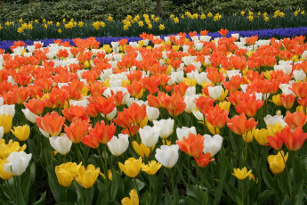 Картинка цветы тюльпаны разноцветные много поле