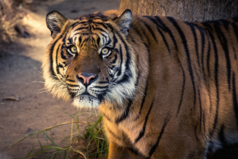 Картинка животные тигры кошка